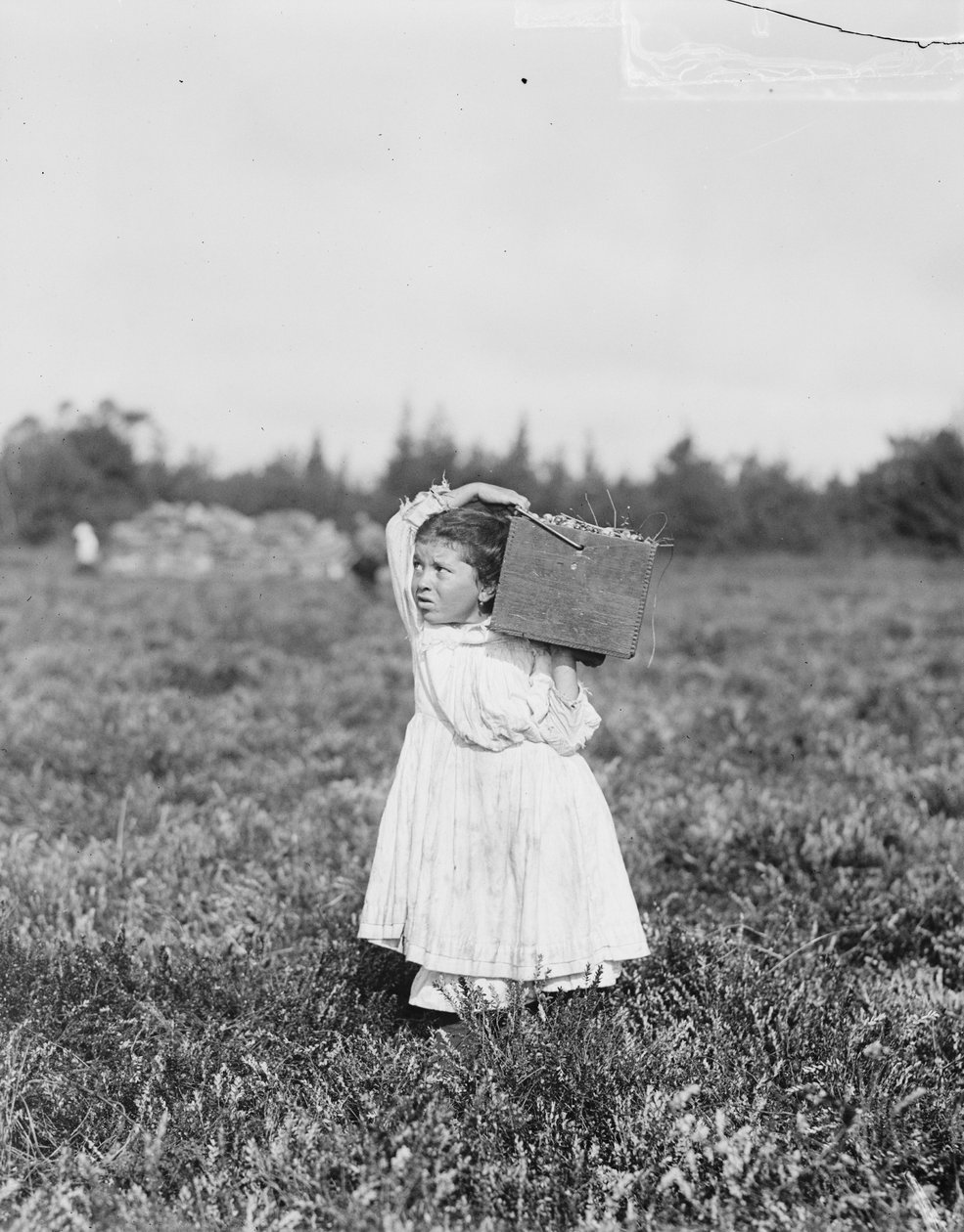 Jennie Camillo de ocho años de Filadelfia recogiendo arándanos en el pantano de Theodore Budd, Turkeytown, cerca de Pemberton, Nueva Jersey, 1910 de Lewis Wickes Hine