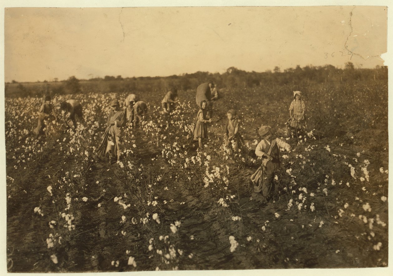 Familia recogiendo algodón cerca de McKinney, Texas, 1913 de Lewis Wickes Hine