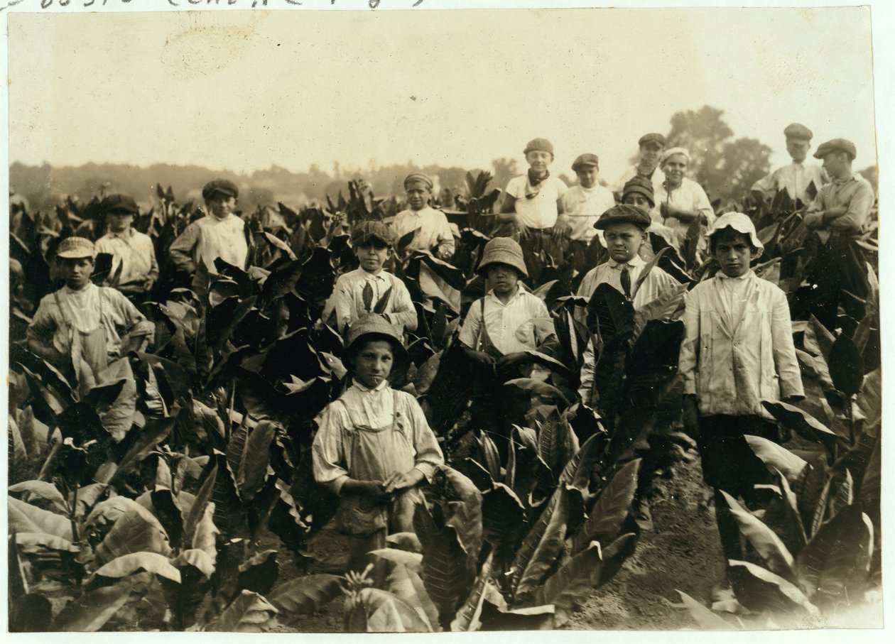 Granja de tabaco Goodrich, cerca de Gildersleeve, Connecticut, 1917 de Lewis Wickes Hine