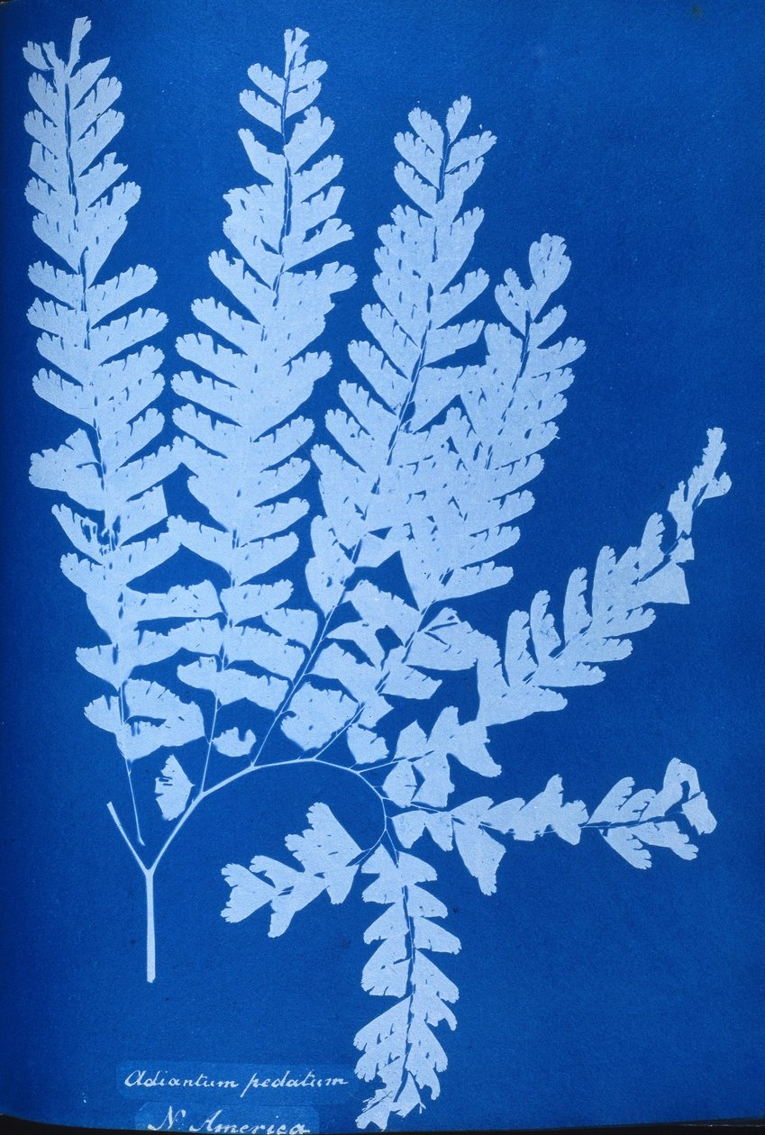 Cianotipo de un helecho norteamericano, Adiantum pedatum de Unbekannt Unbekannt