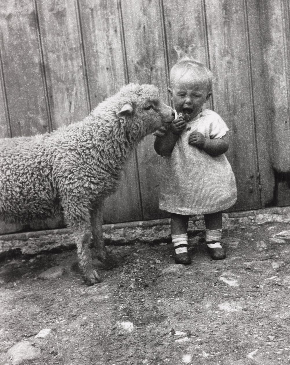 Cordero mostrando interés en el bocadillo de un niño pequeño, c 1930s de Unbekannt Unbekannt