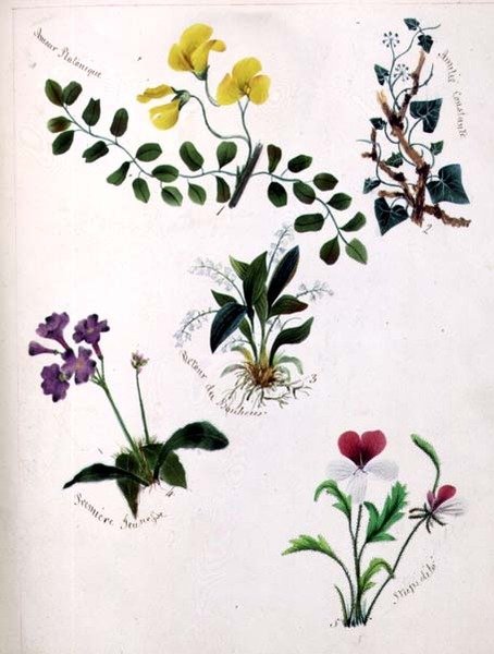 Flores Silvestres de Lili Cartwright