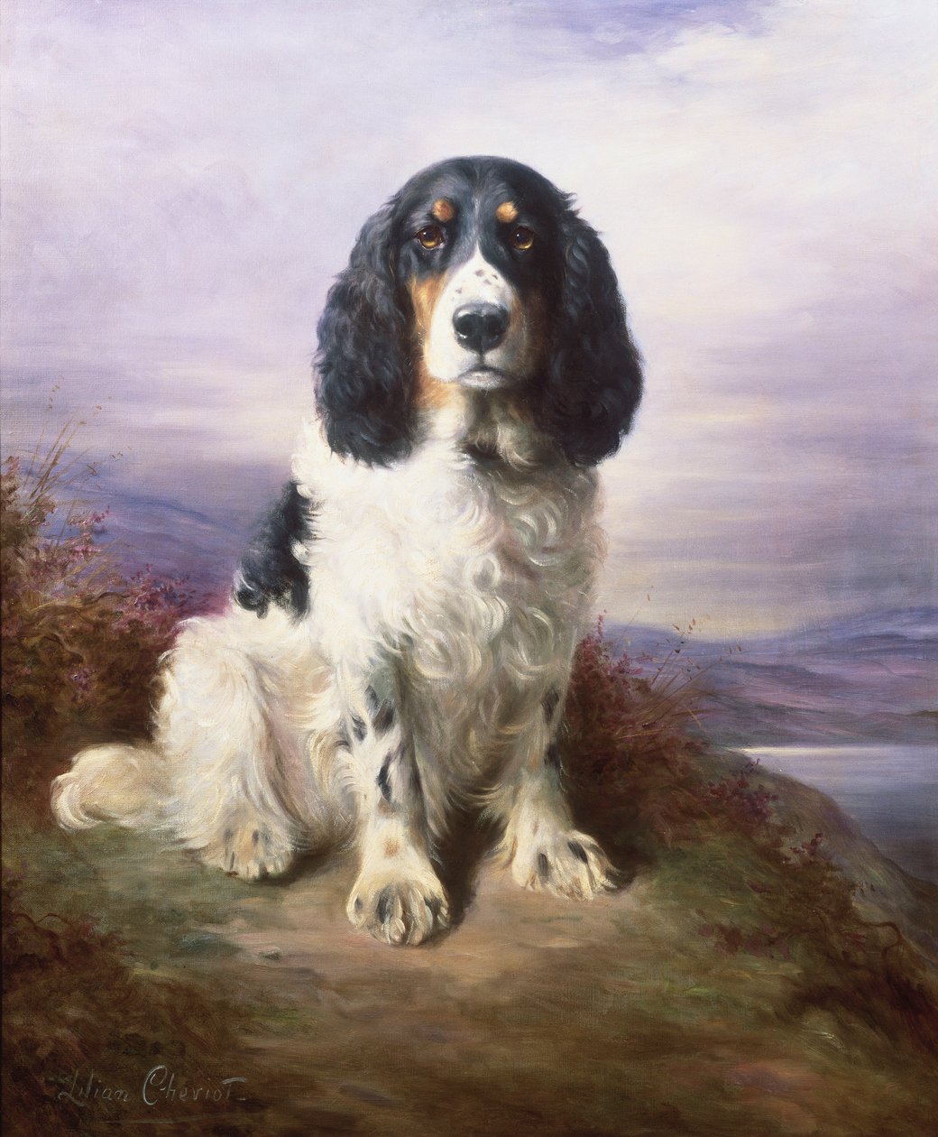 Royal, un Springer Spaniel de tres colores de Lilian Cheviot