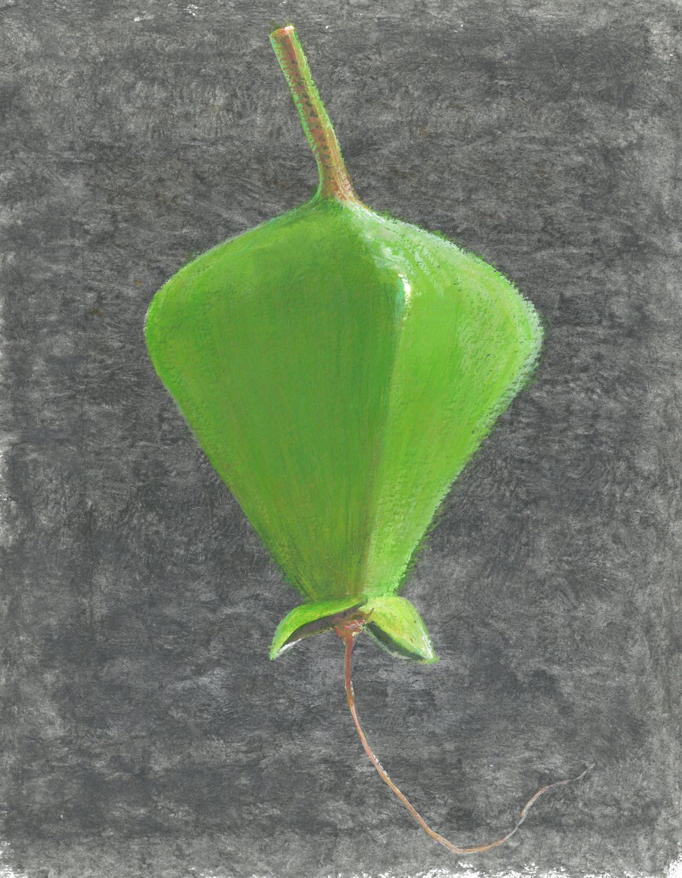 Barringtonia Acutangula de Lincoln Seligman