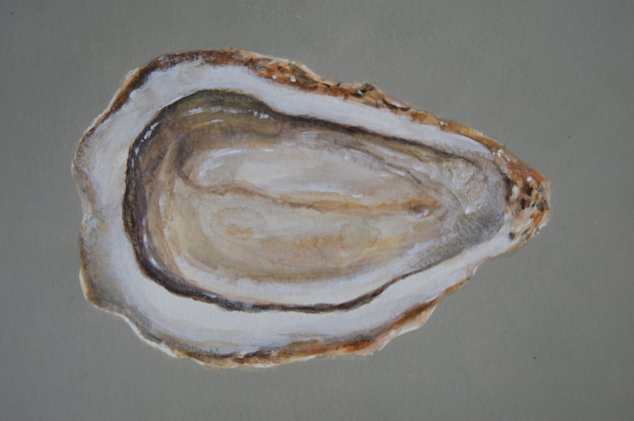 Ostra Bretona 2 de Lincoln Seligman