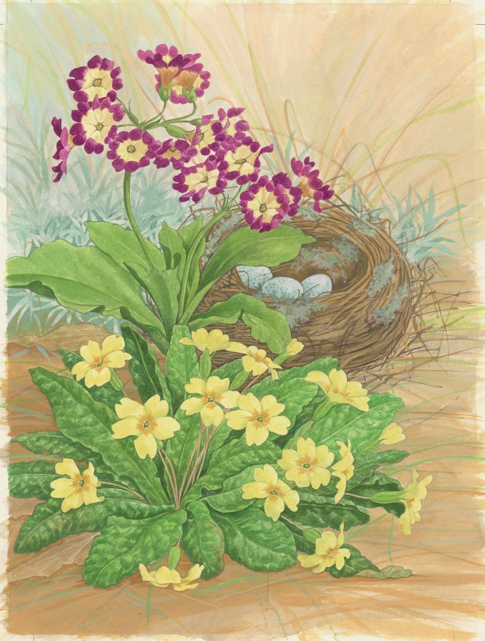 Aurícula, prímula y nido, 1998 de Linda Benton