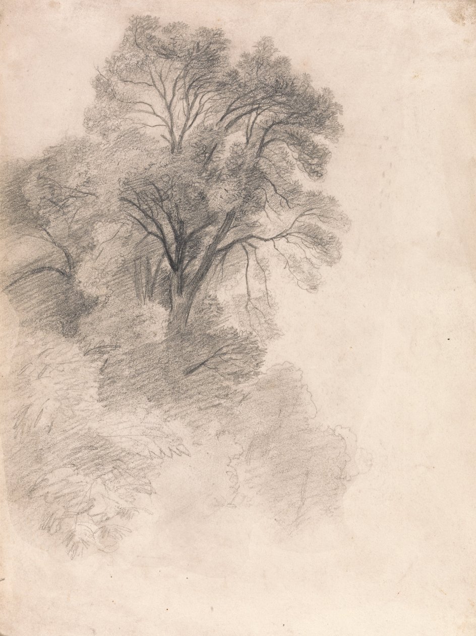 Estudio de fresnos de Lionel Constable
