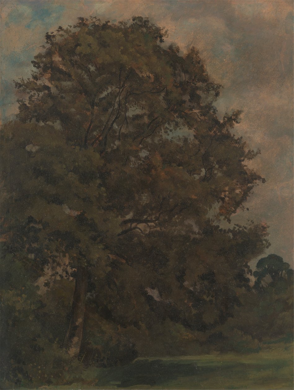 Estudio de un fresno de Lionel Constable