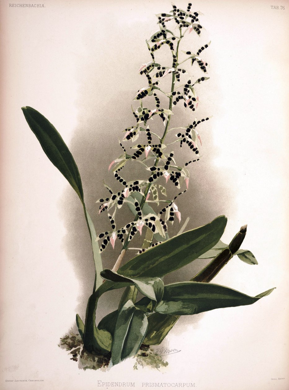 Prosthechea prismatocarpa como sin.: Epidendrum prismatocarpum de London H. Sotheran and Co.