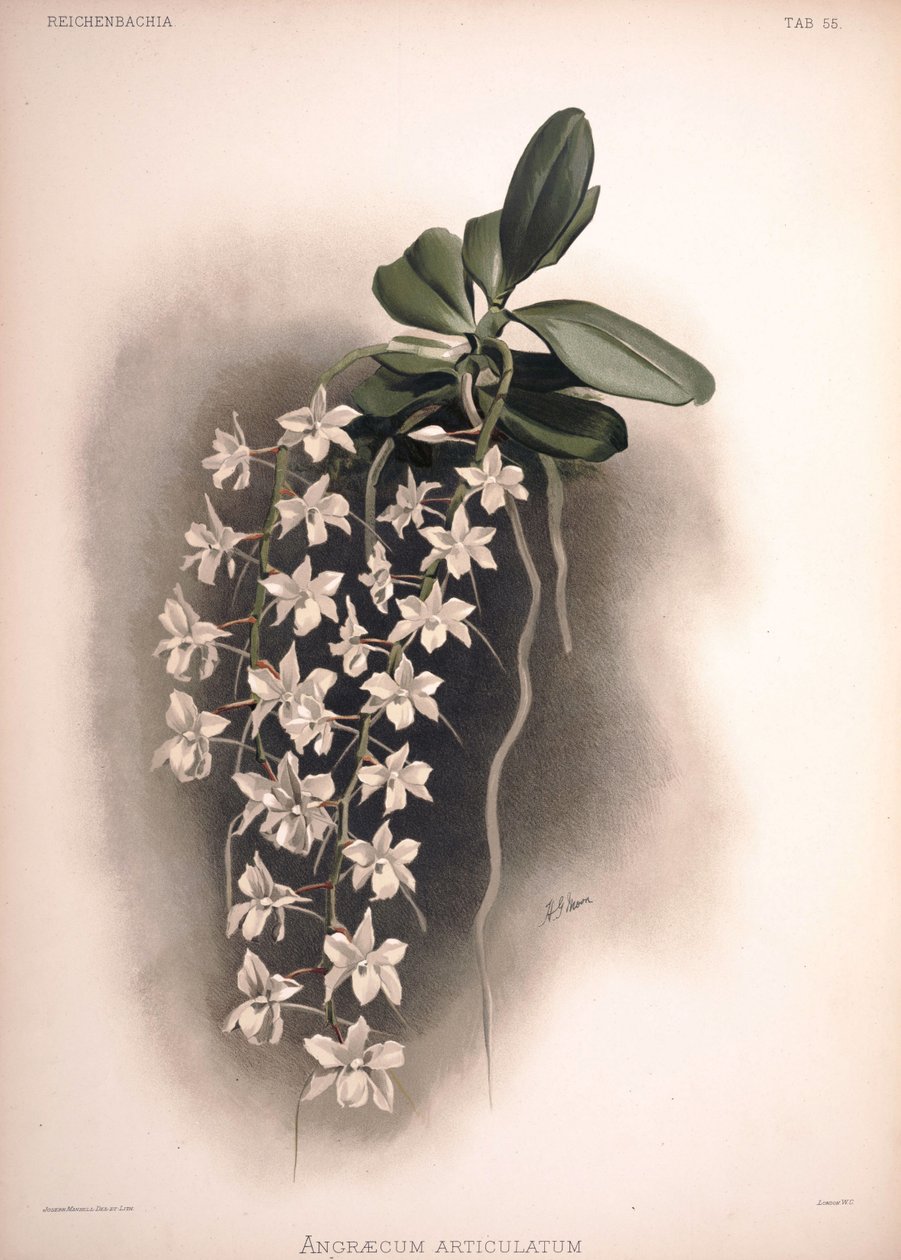 Aerangis articulata, sin.: Angraecum articulatum de London H. Sotheran and Co.