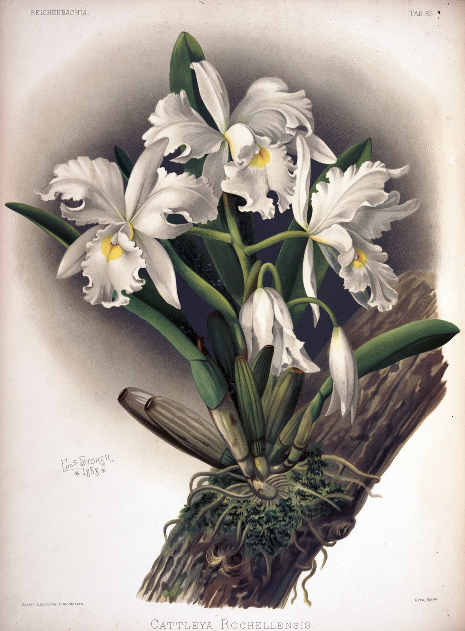 Cattleya warscewiczii como sin: Cattleya warscewiczii f. rochellensis de London H. Sotheran and Co.