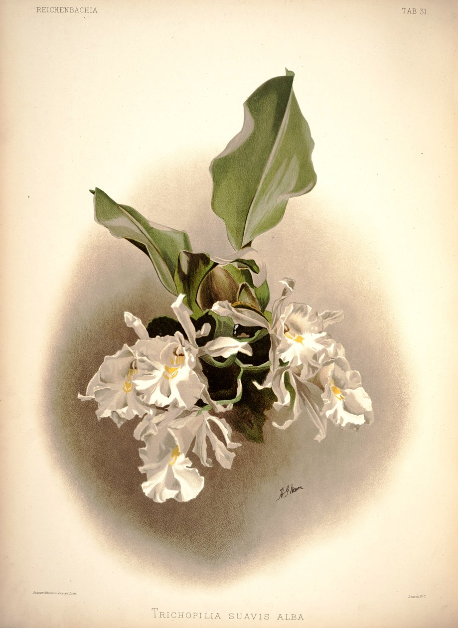 Trichopilia suavis de London H. Sotheran and Co.