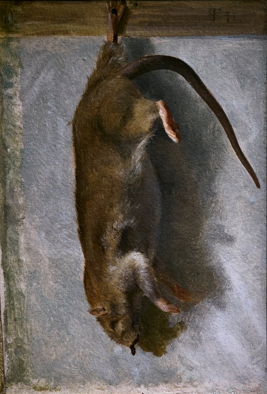Estudio de una rata muerta de Lorens Frolich