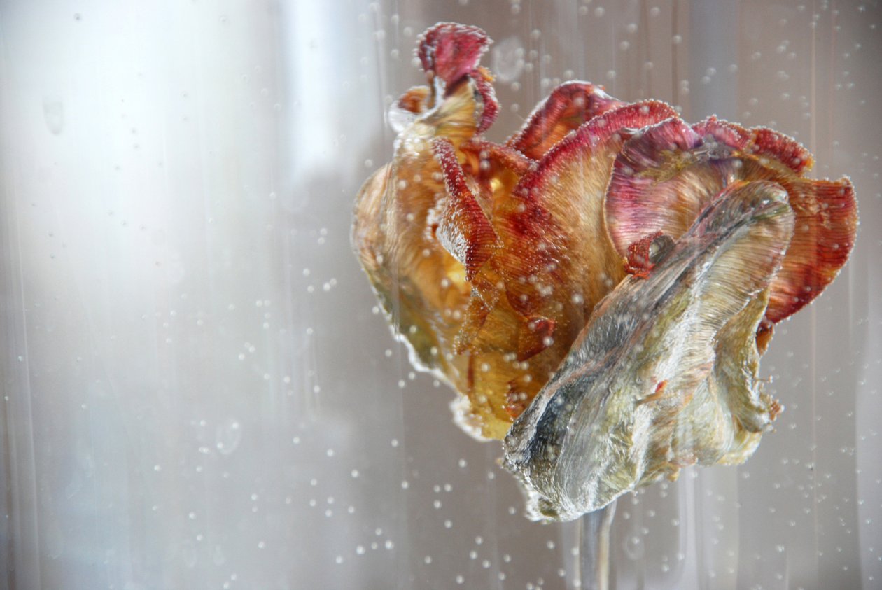 Tulipán de agua 1, 2013, fotografía de Lou Gibbs