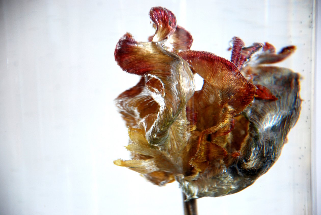Tulipán de Agua 4, 2013, fotografía de Lou Gibbs