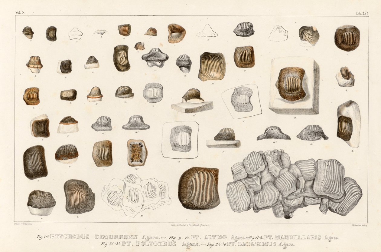 Tabla 25b del Volumen 3 (Investigaciones sobre los peces fósiles) mostrando dientes de diferentes especies del género Ptychodus de Louis Agassiz