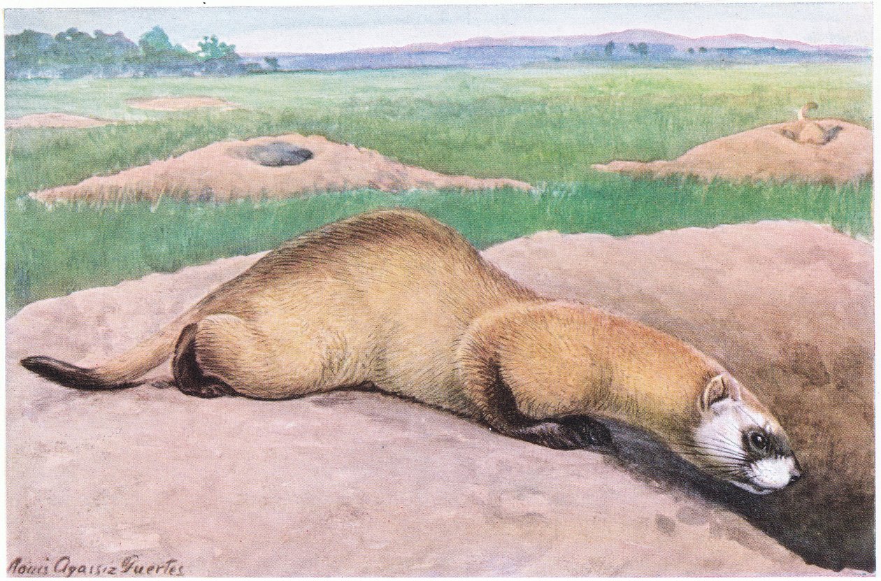 Hurón de patas negras, máscara negra, pies y punta de la cola, uno de los mamíferos más raros de América de Louis Agassiz Fuertes