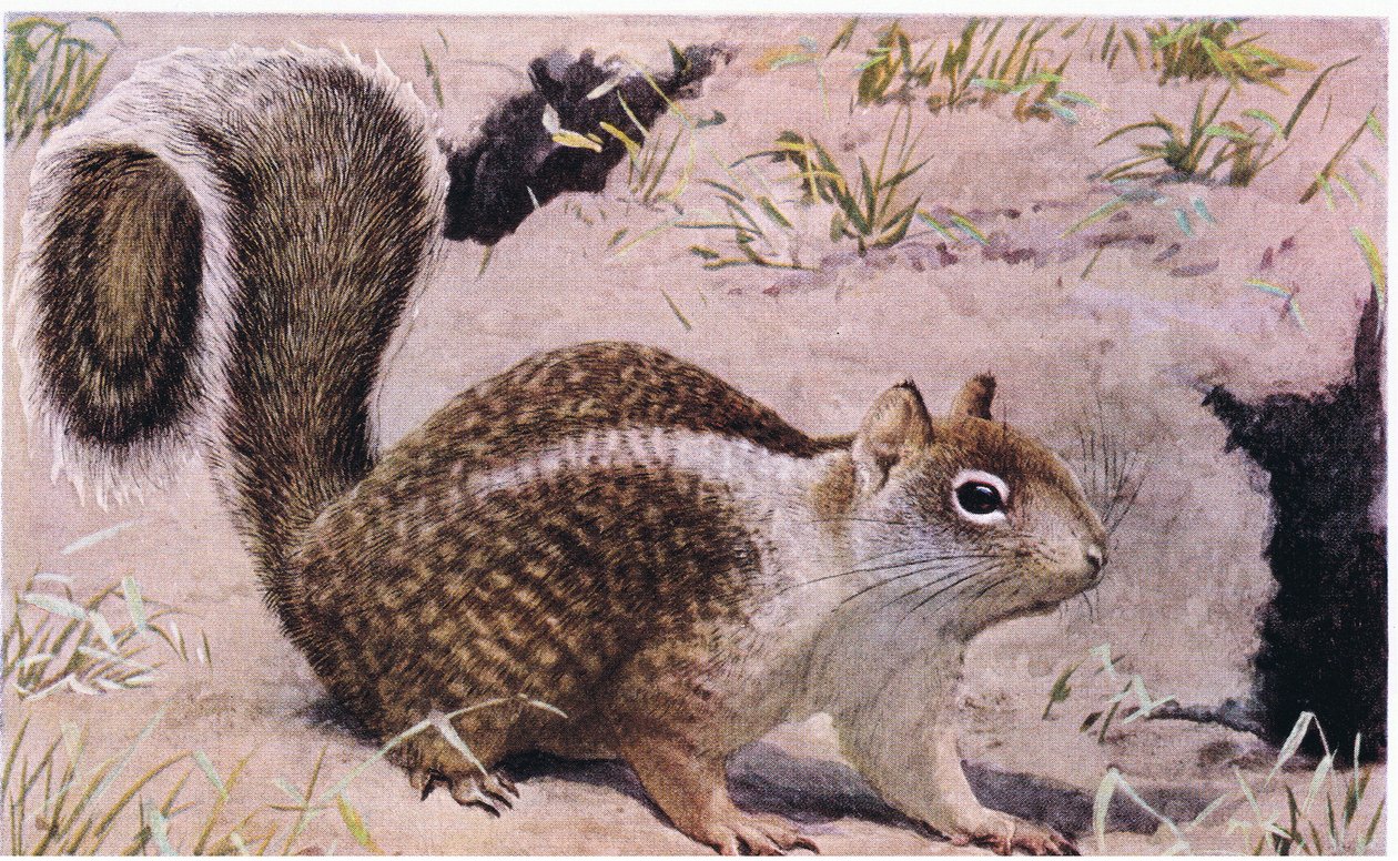 Ardilla terrestre de California vive bajo tierra y es una excelente excavadora de Louis Agassiz Fuertes