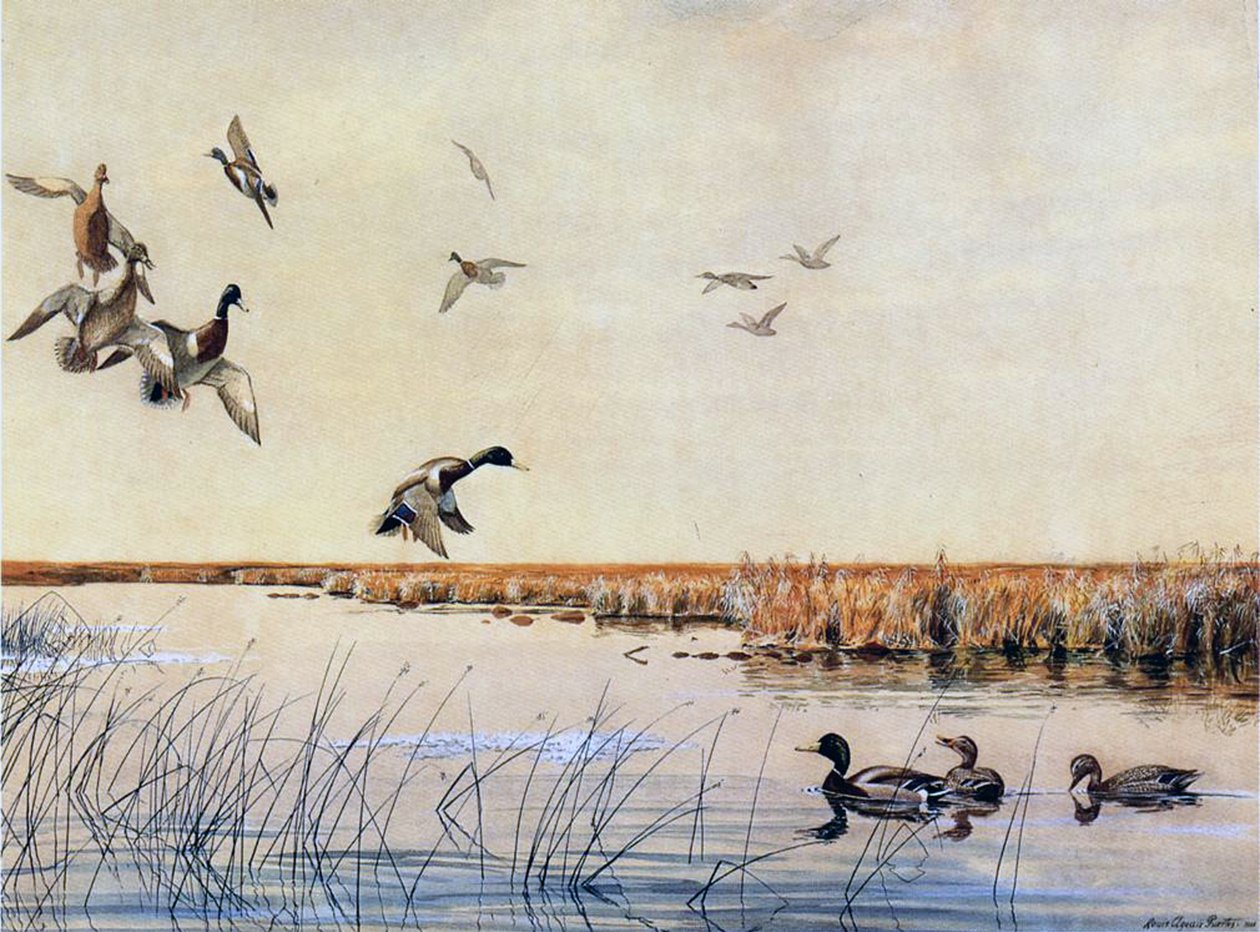 Patos aterrizando, 1919 de Louis Agassiz Fuertes