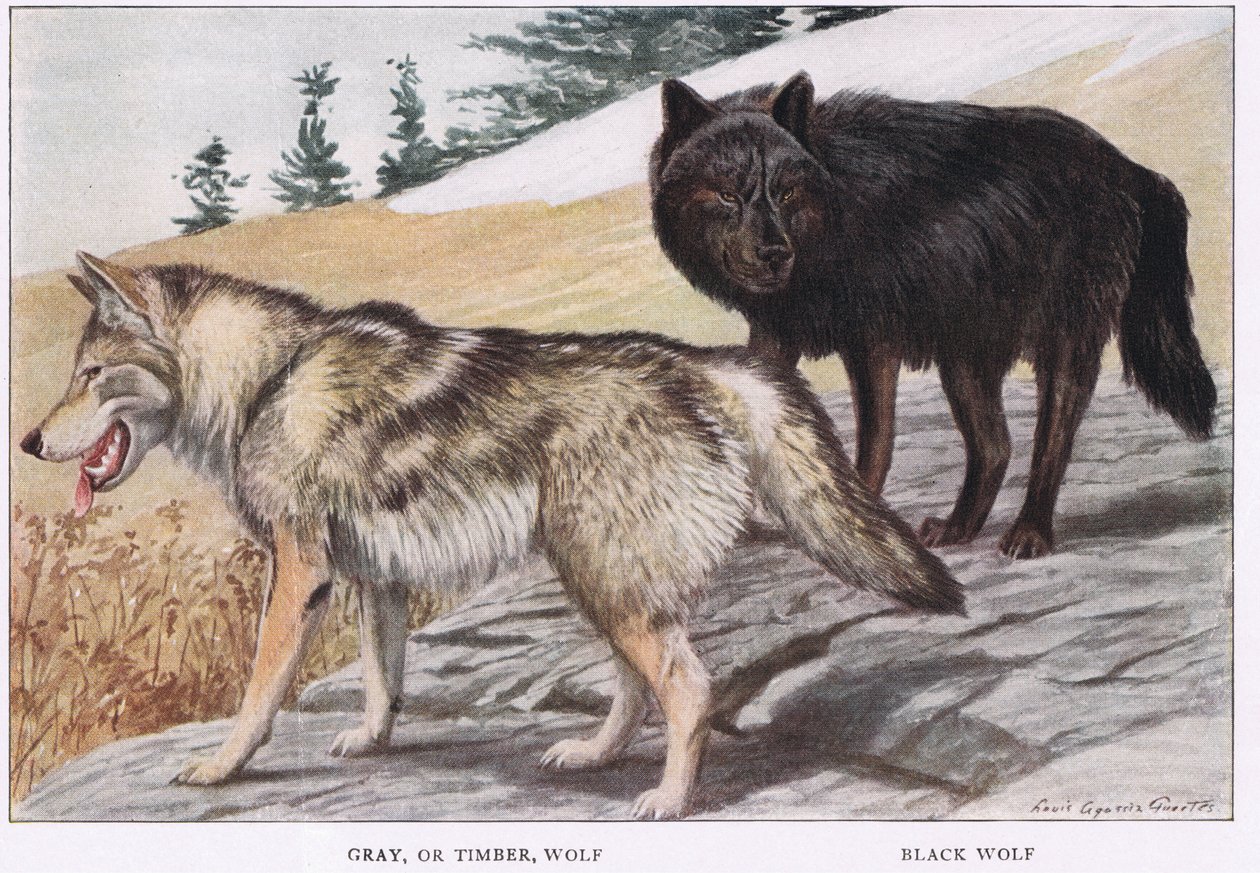 Lobo gris o lobo maderero de Louis Agassiz Fuertes