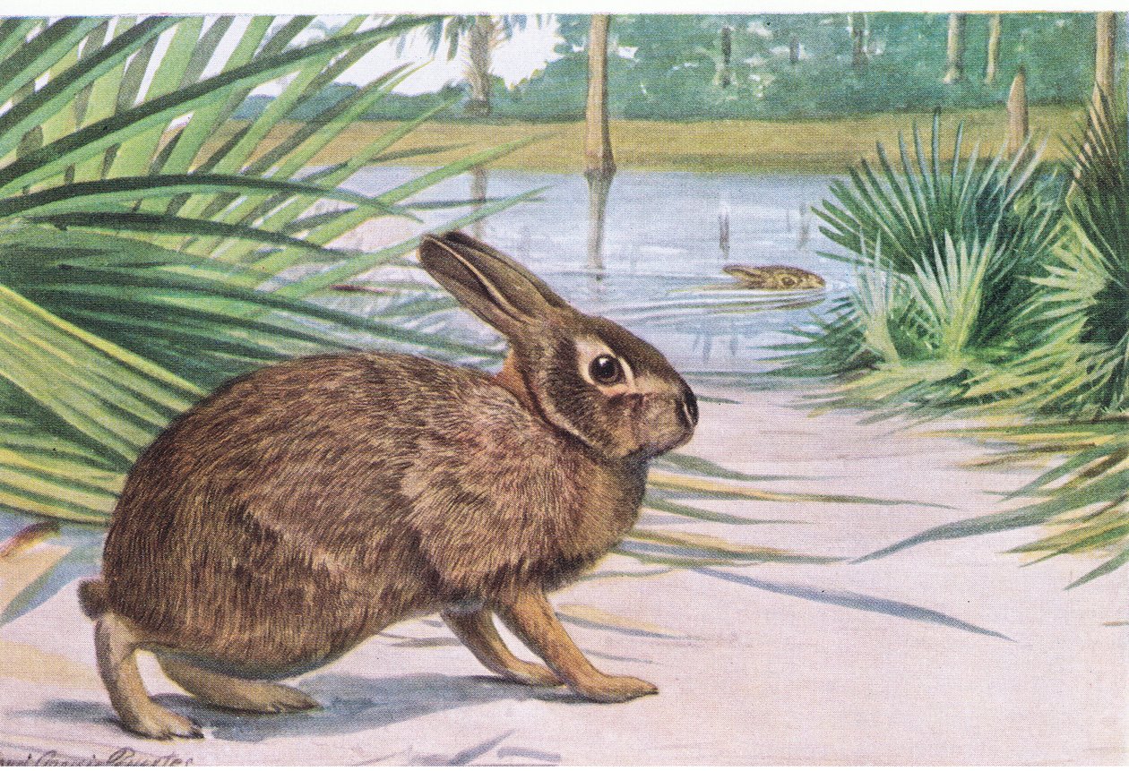 Conejo de pantano - lento en tierra pero nada rápido con los dedos extendidos de Louis Agassiz Fuertes