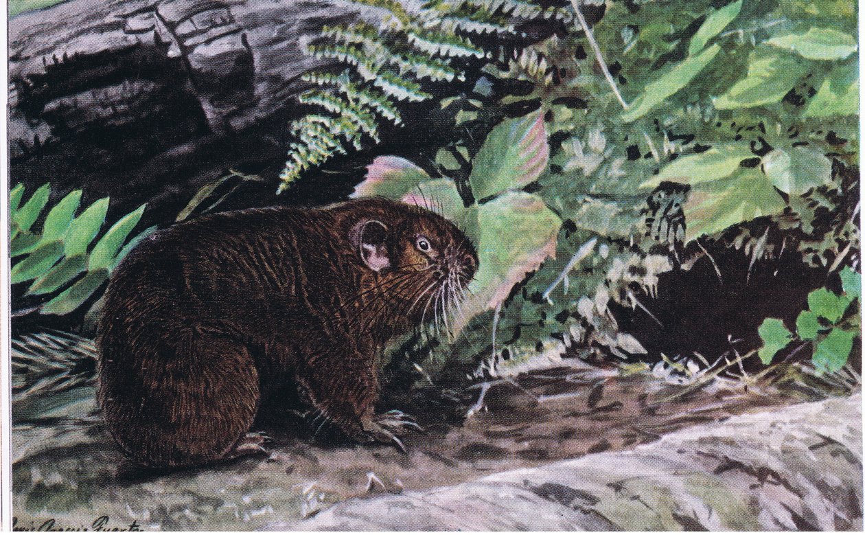Castor de montaña, sus largos bigotes los guían a través de túneles oscuros de Louis Agassiz Fuertes