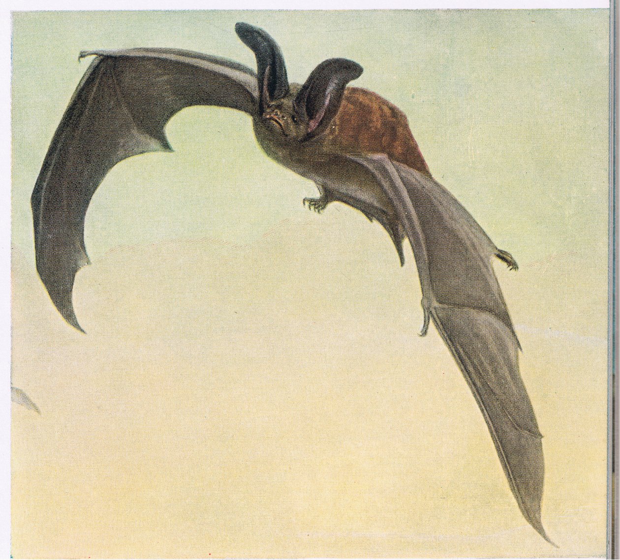 Murciélago pálido de Louis Agassiz Fuertes