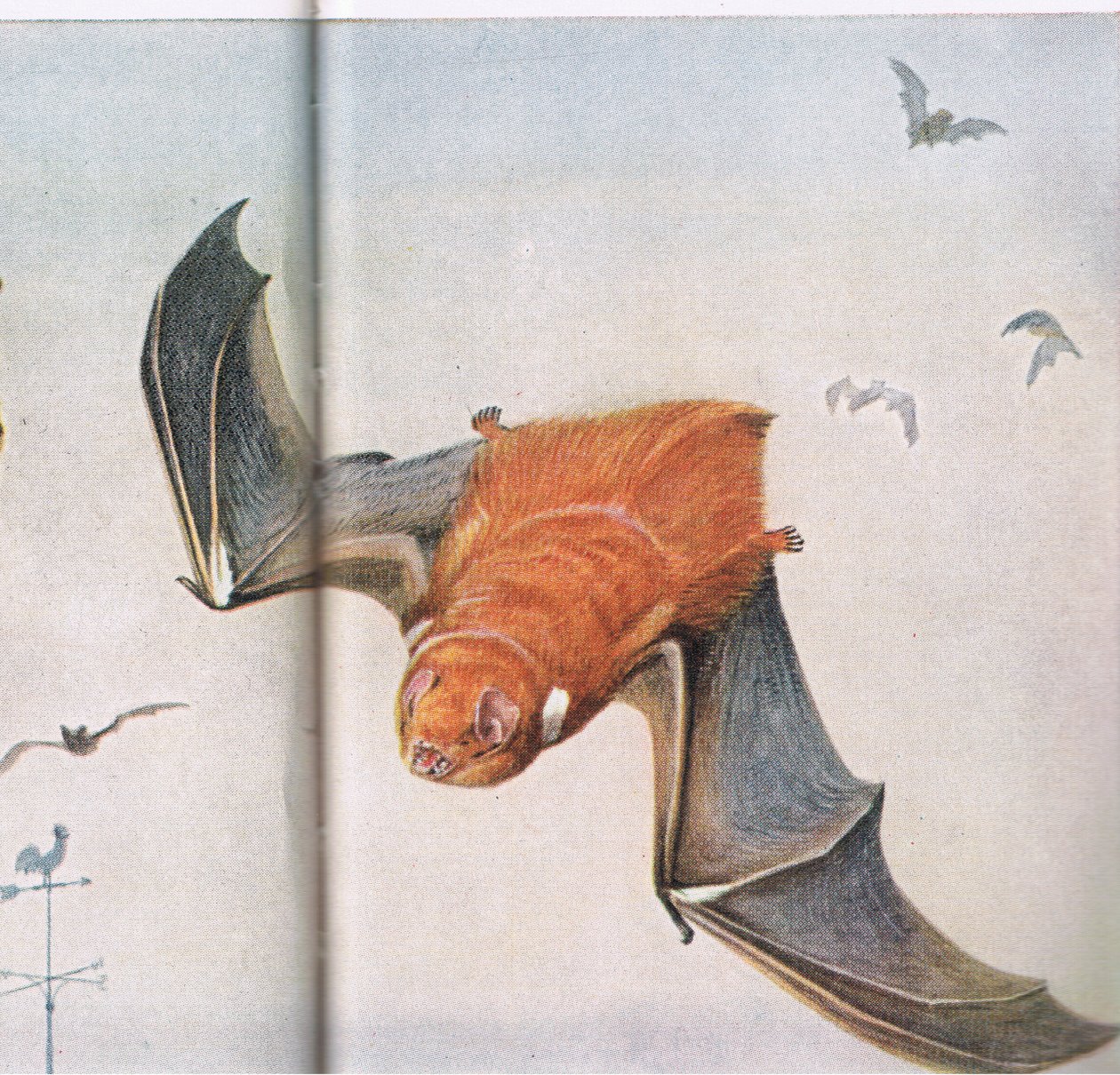 Murciélago rojo de Louis Agassiz Fuertes