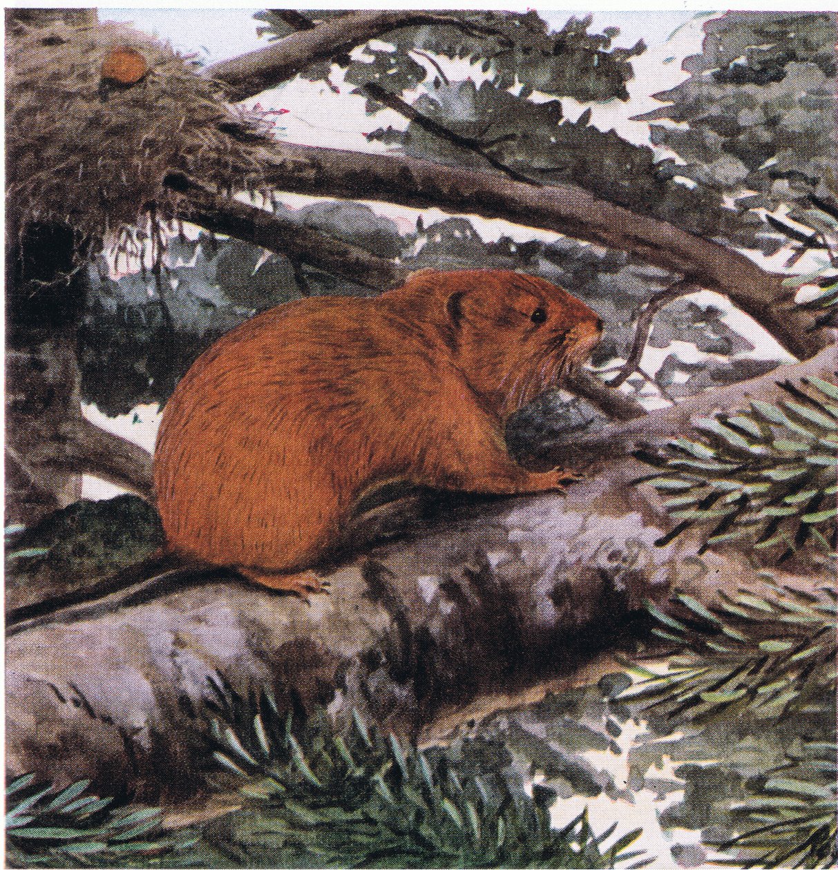 Ratón de árbol rojo, vive en las copas de los bosques de la costa del Pacífico de Louis Agassiz Fuertes