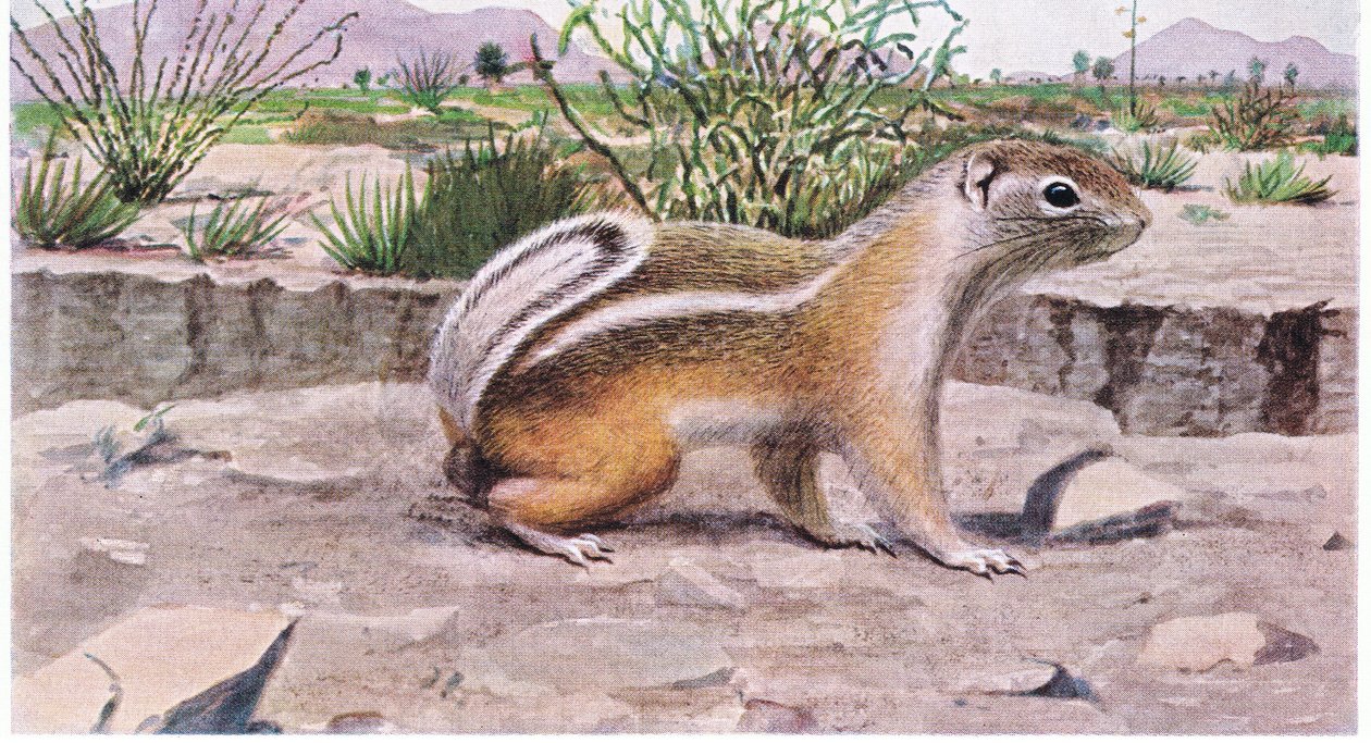 Ardilla antílope de cola blanca buscando semillas, frutas e insectos de Louis Agassiz Fuertes