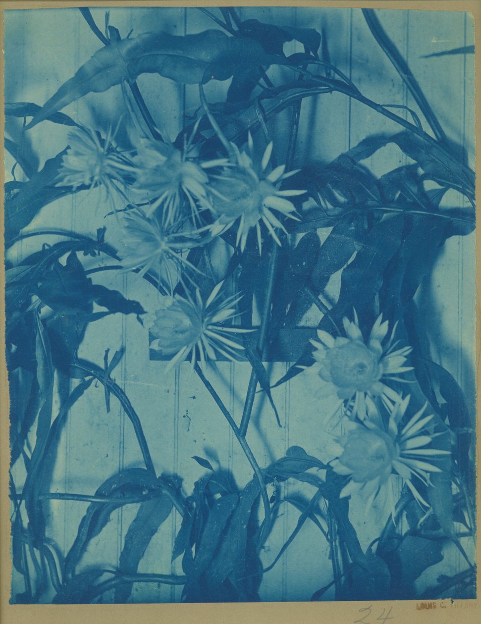Estudio floral de Louis Comfort Tiffany