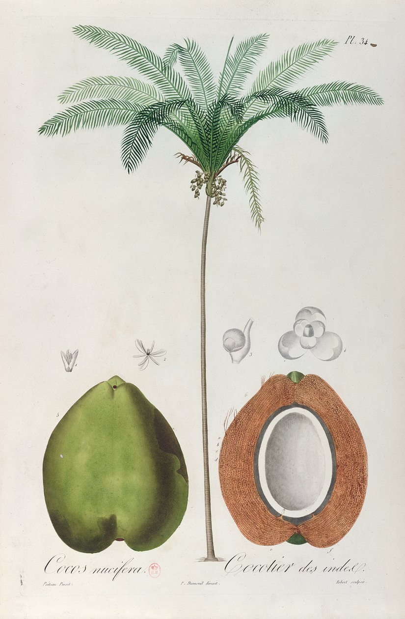 Cocos y cocotero (palmera), de 