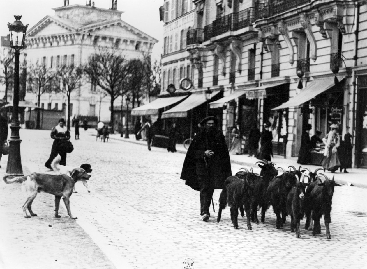 Pastor de cabras conduciendo su rebaño en el Cours de Vincennes, París, c.1900 de Louis Vert