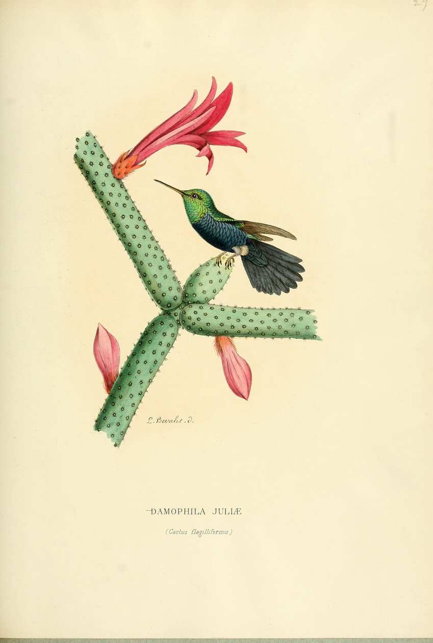 Damophila juliae de Louis Victor Bevalet