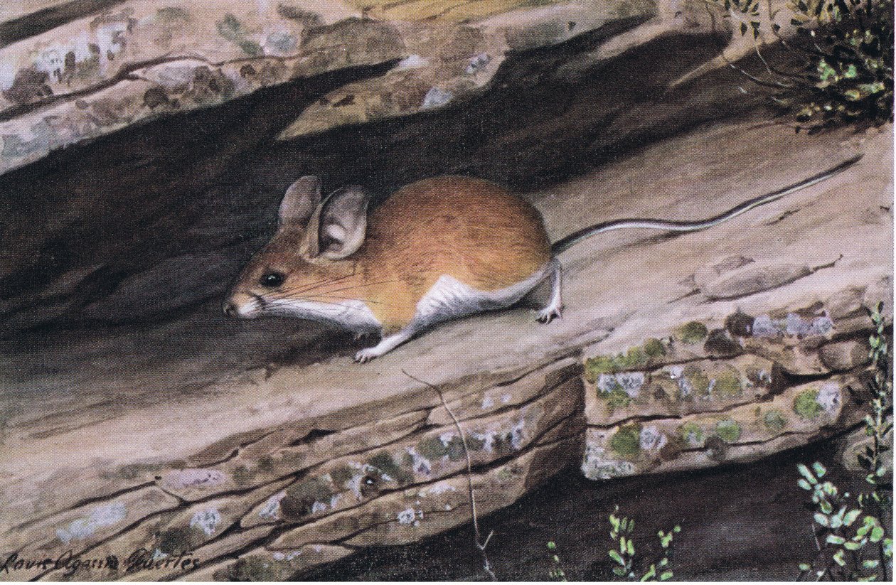 Ratón de Orejas Grandes Representa al Clan de Pies Blancos en los Cañones Escarpados del Suroeste de Louis Agassiz Fuertes