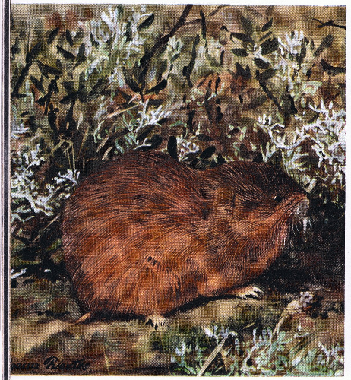 Lemming marrón, un roedor robusto que vive en un laberinto de túneles de Louis Agassiz Fuertes