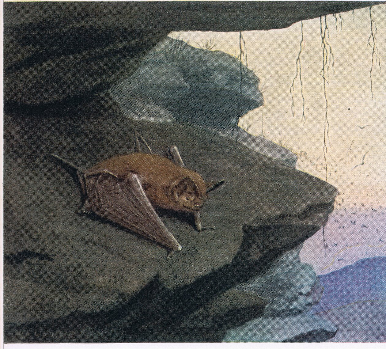 Murciélago de cola libre de Louis Agassiz Fuertes