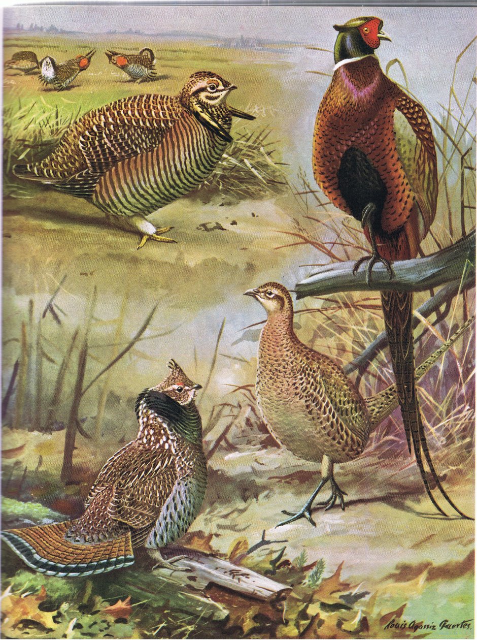 Gallina de los Páramos, Faisán de Collar, Urogallo del Este de Louis Agassiz Fuertes