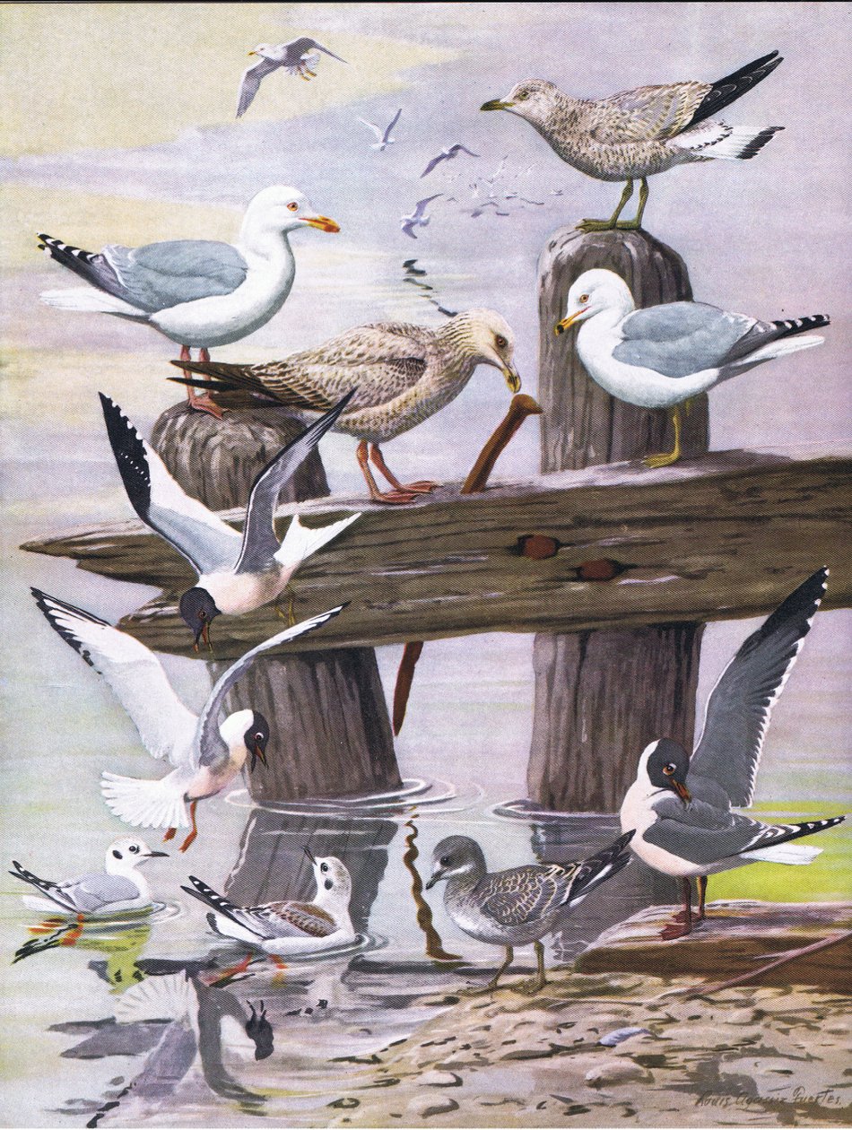 Ilustración de La historia natural de las aves americanas del este y centro de Norteamérica, pub. por Bramhall House c.1970 de Louis Agassiz Fuertes