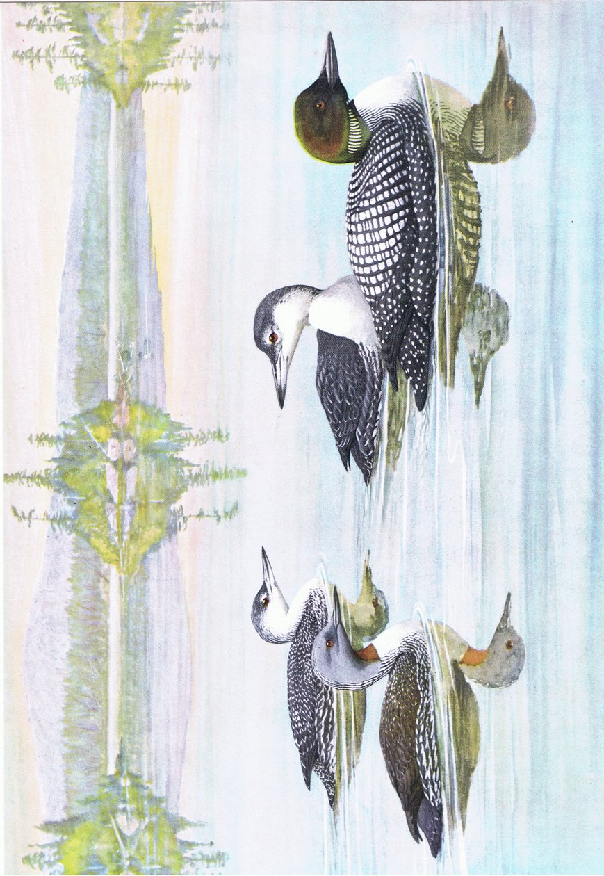 Ilustración de La historia natural de las aves americanas del este y centro de Norteamérica, pub. por Bramhall House c.1970 de Louis Agassiz Fuertes