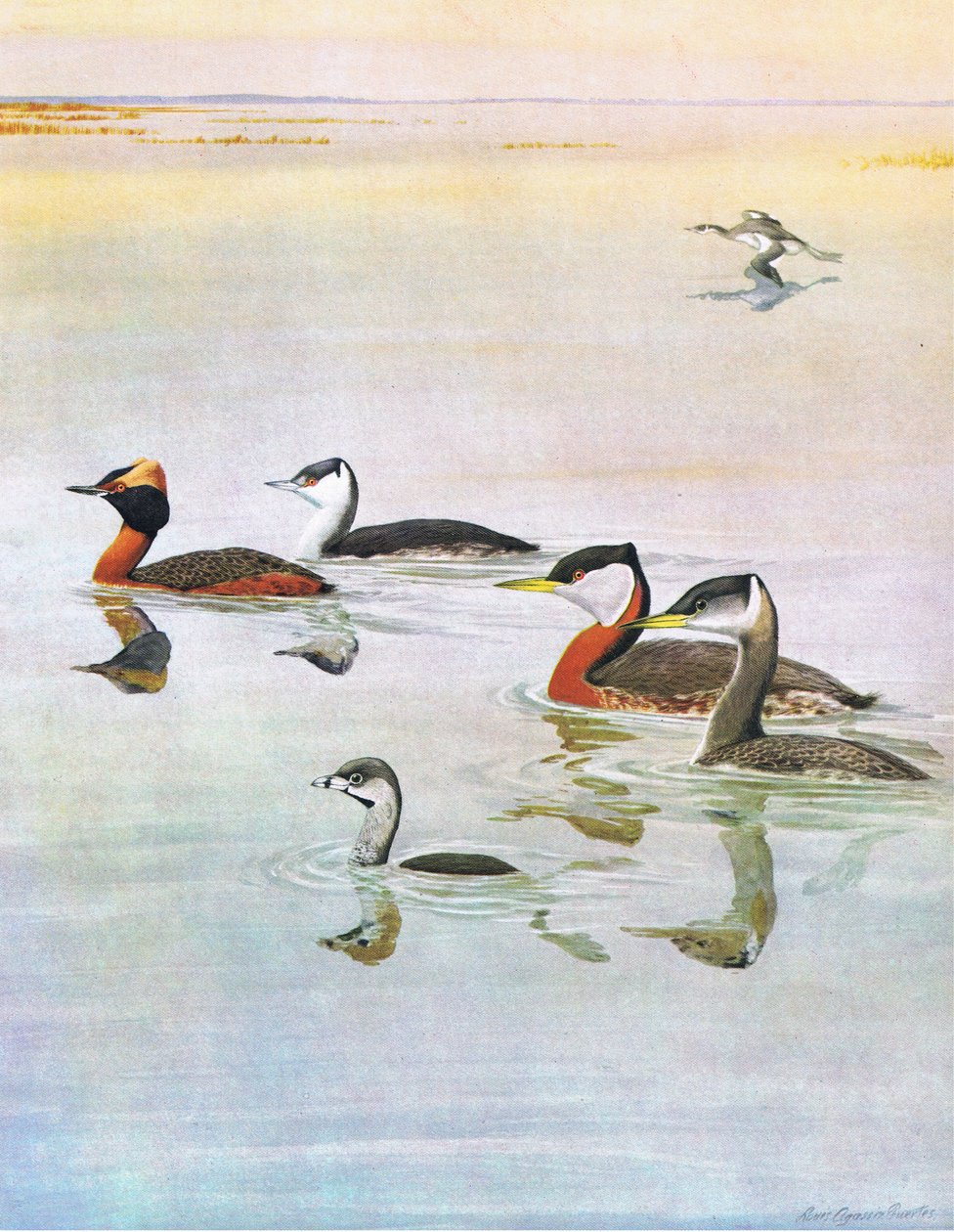 Ilustración de La historia natural de las aves americanas del este y centro de Norteamérica, pub. por Bramhall House c.1970 de Louis Agassiz Fuertes