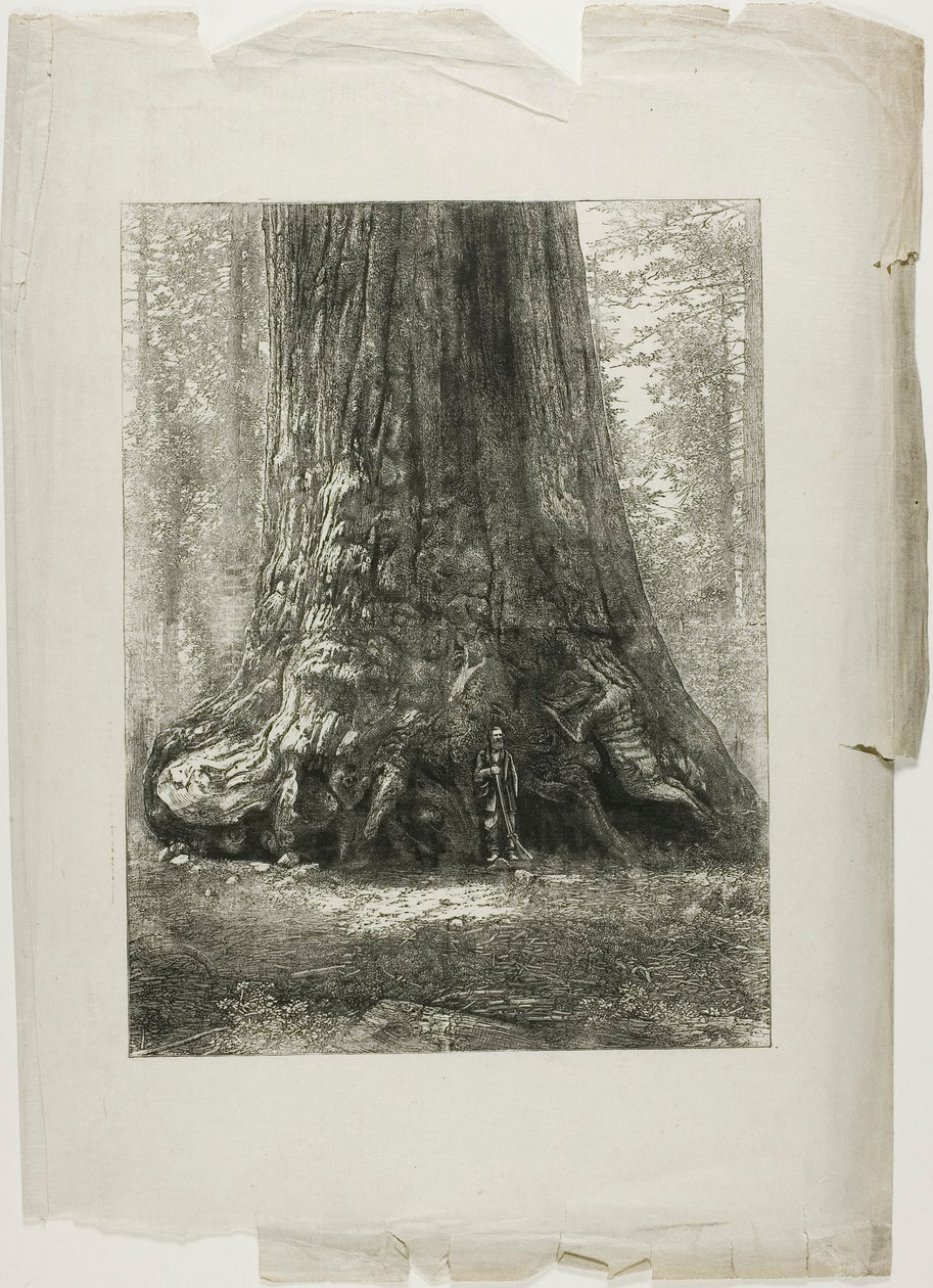 Árboles retorcidos de Louis Auguste Lepère