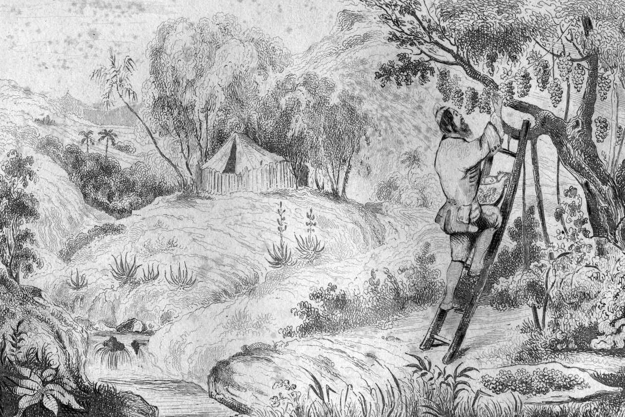 Tenía más de doscientas racimos... grabado después del dibujo de M. de Sainson para el libro de Daniel Defoe "Robinson Crusoe" edición francesa de 1837. de Louis Auguste de Sainson
