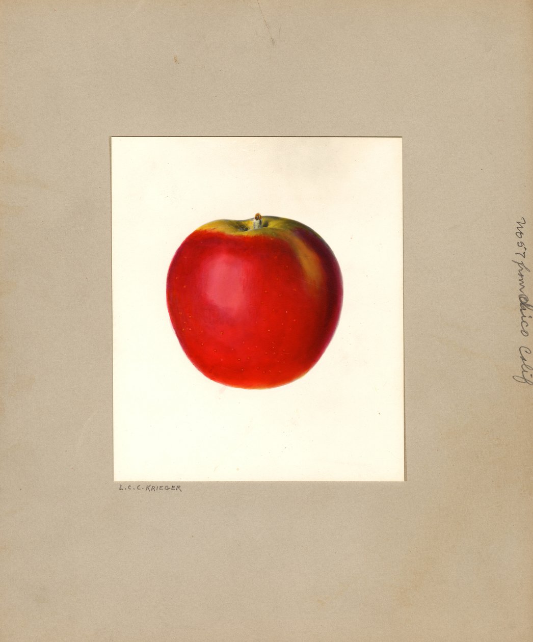Manzana (Malus domestica: nº 57) (acuarela) de Louis Charles Christopher Krieger
