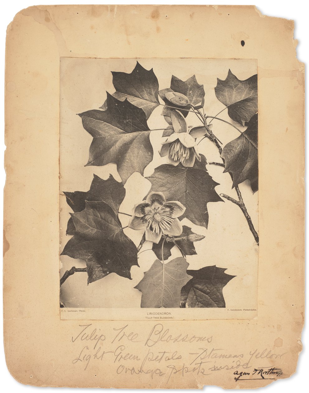 Estudios Tiffany, c.1898-1920 (fotografía b/n) de Louis Comfort Tiffany