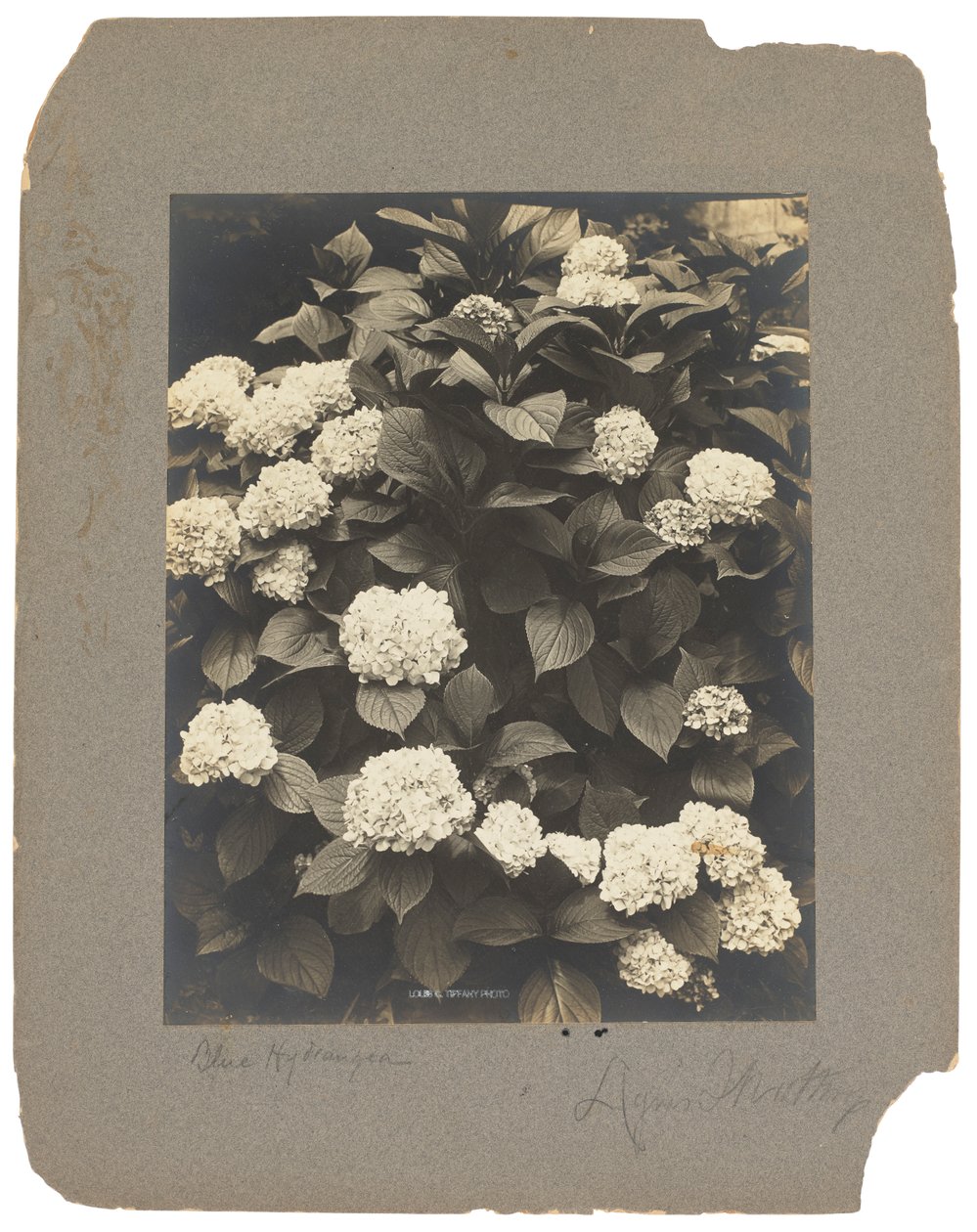 Estudios Tiffany, c.1898-1920 (fotografía b/n) de Louis Comfort Tiffany