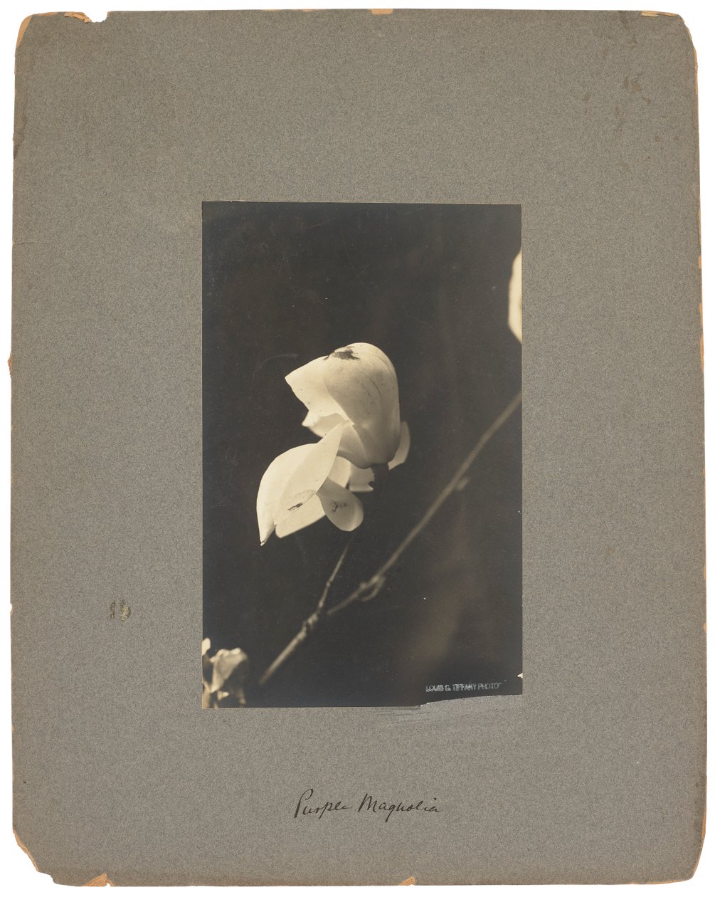 Estudios Tiffany, c.1898-1920 (fotografía b/n) de Louis Comfort Tiffany