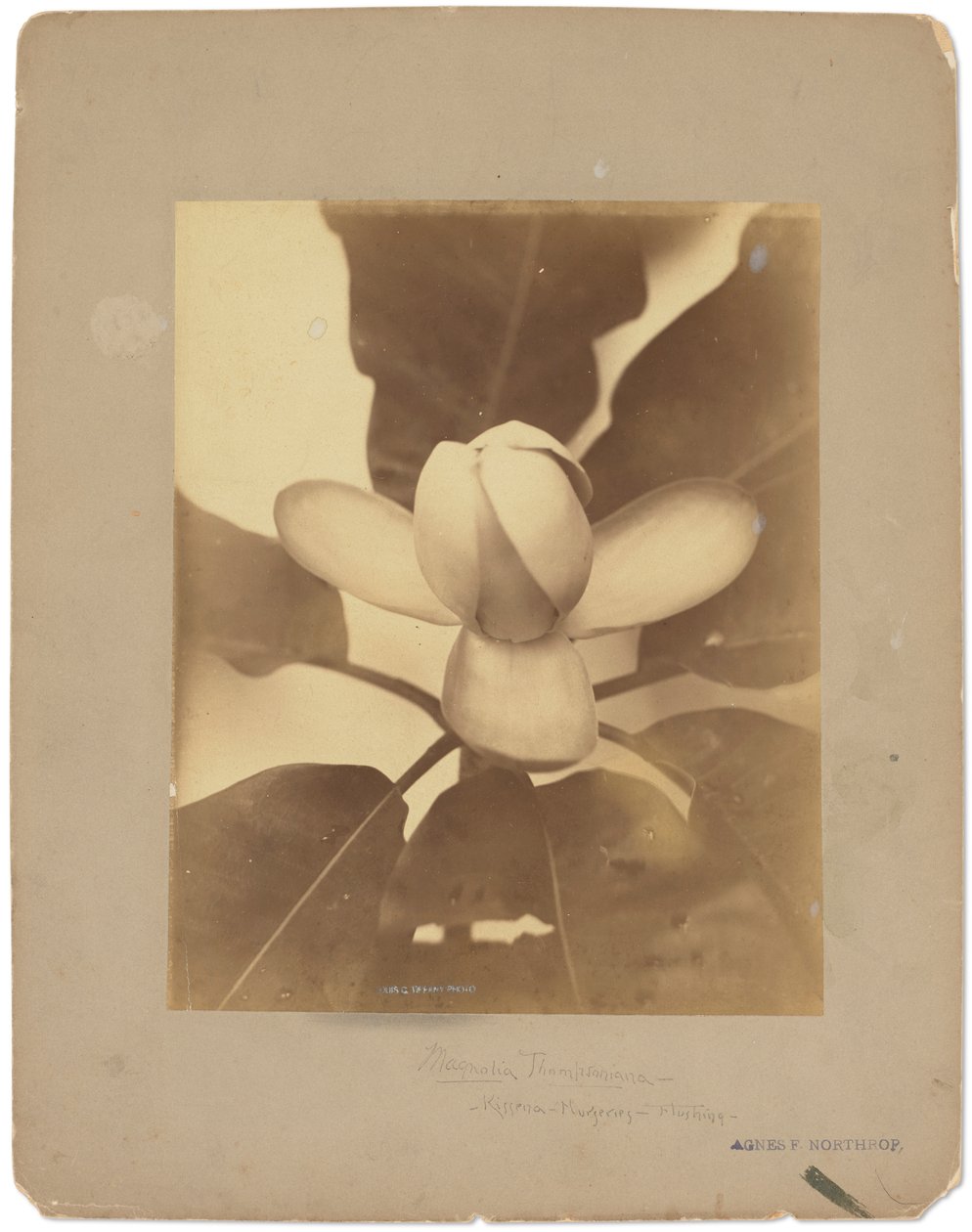 Estudios Tiffany, c.1898-1920 (fotografía b/n) de Louis Comfort Tiffany