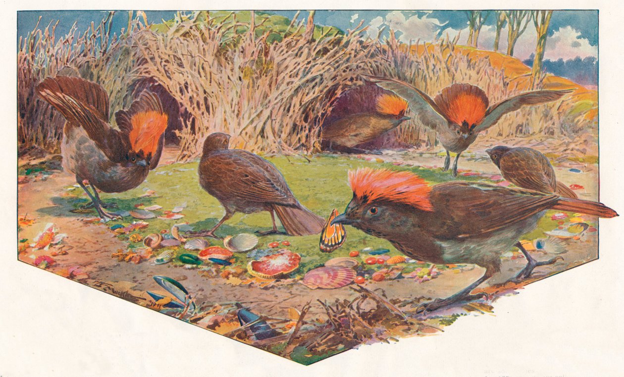 Jardineros Bower Birds, 1911 de Louis Fairfax Muckley