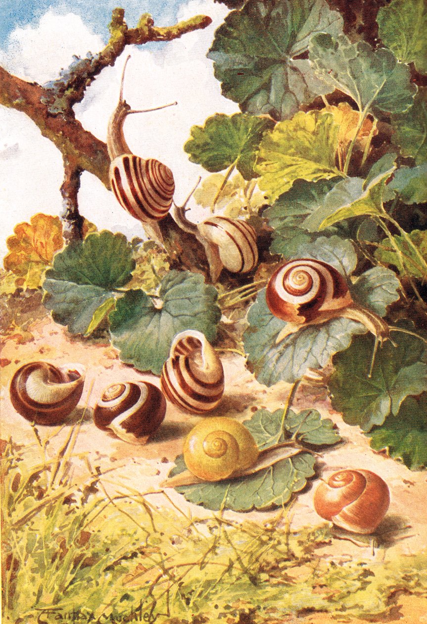 Caracoles de tierra, ilustración de "Country Days & Country Ways" (litografía en color) de Louis Fairfax Muckley